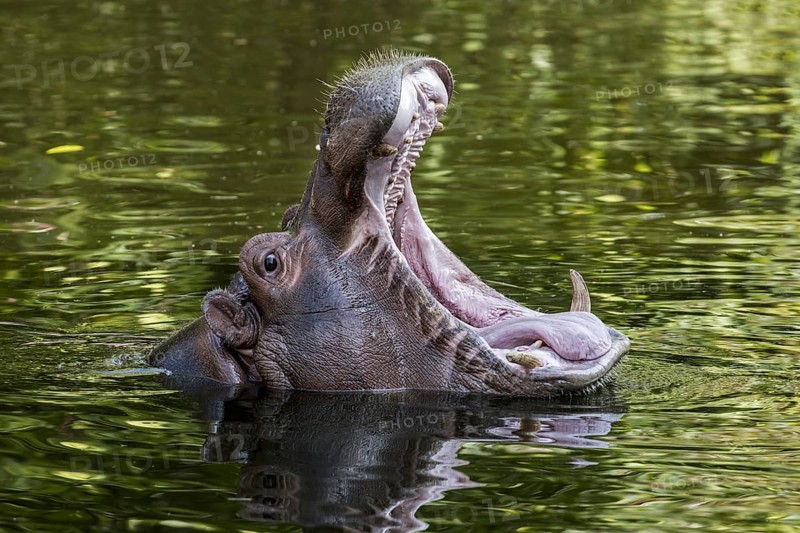 Close up of common hippopotamus