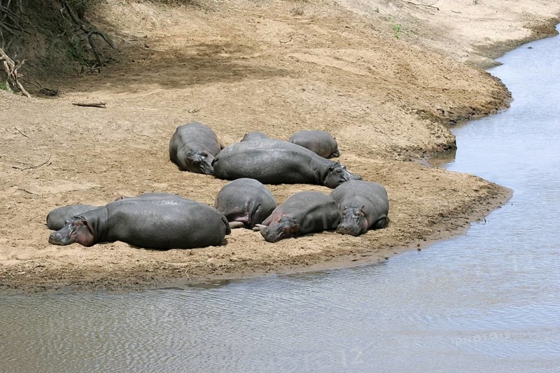 Hippos