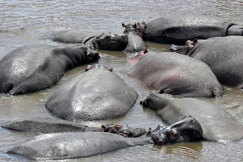 Hippos