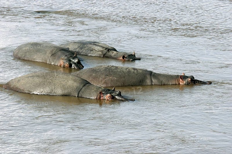 Hippos