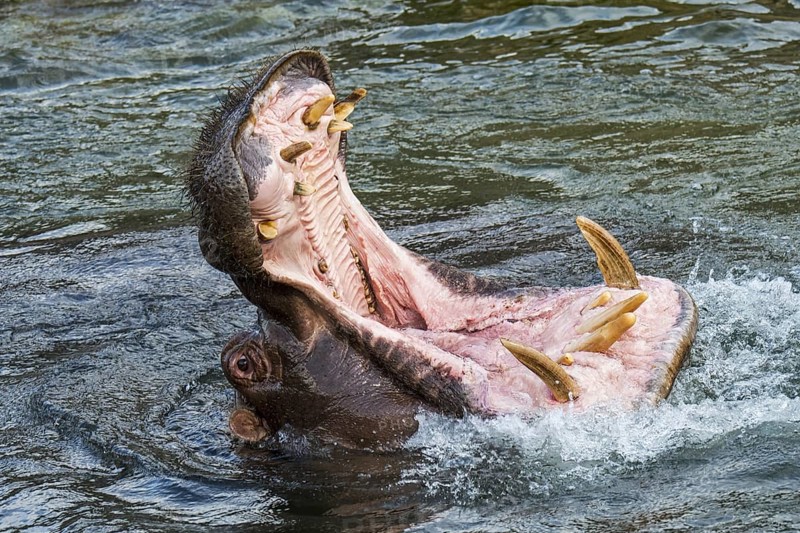 Common hippopotamus