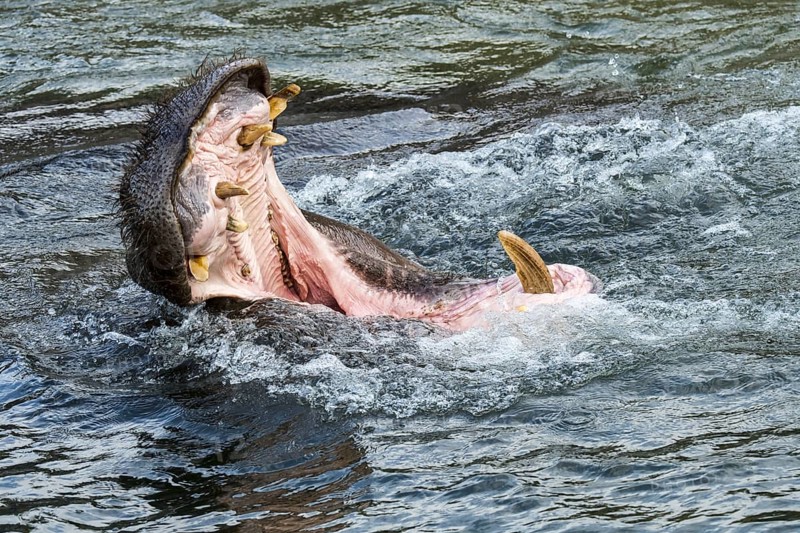Common hippopotamus