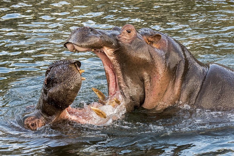 Fighting hippopotamuses