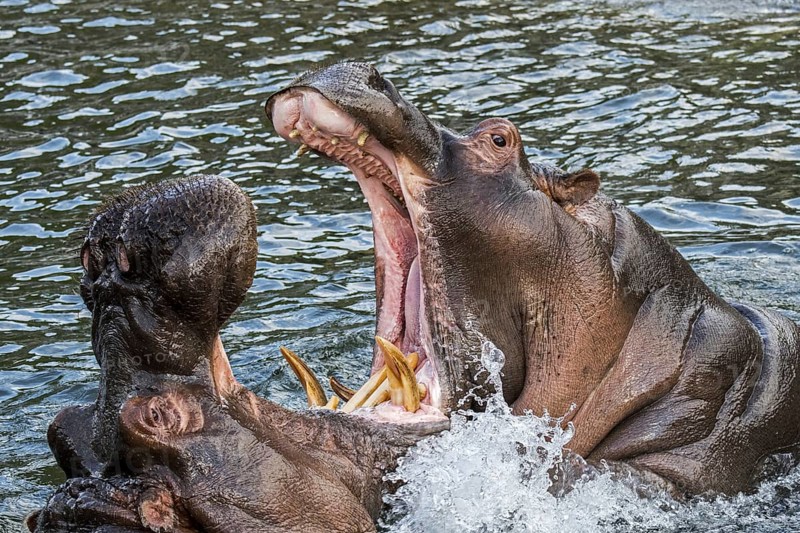 Fighting hippopotamuses