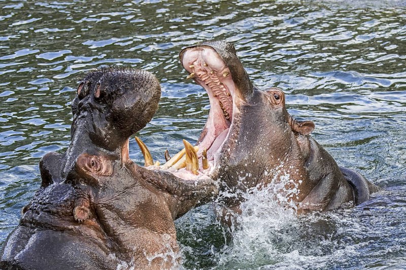 Fighting hippopotamuses