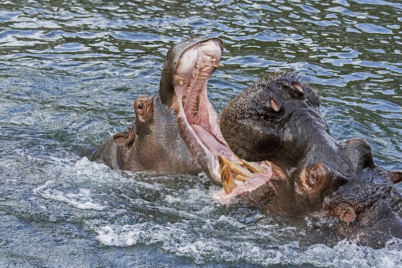 Fighting hippopotamuses