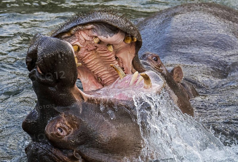 Fighting hippopotamuses