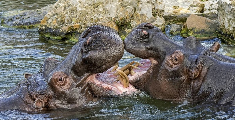 Fighting hippopotamuses