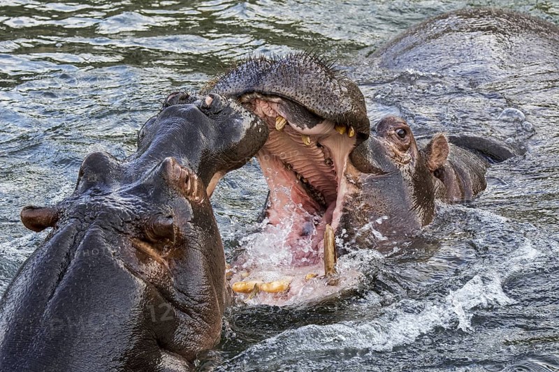 Fighting hippopotamuses