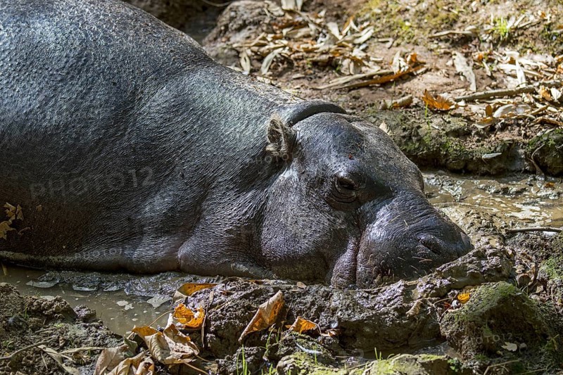 Pygmy hippopotamus