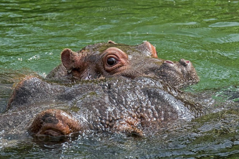 Close up of cute baby common hippopotamus