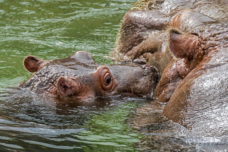 Close up of cute baby common hippopotamus