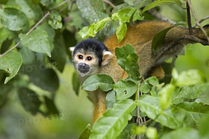 Bolivian squirrel monkey