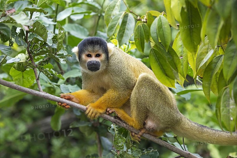 Bolivian squirrel monkey