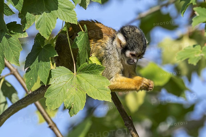 Black-capped squirrel monkey