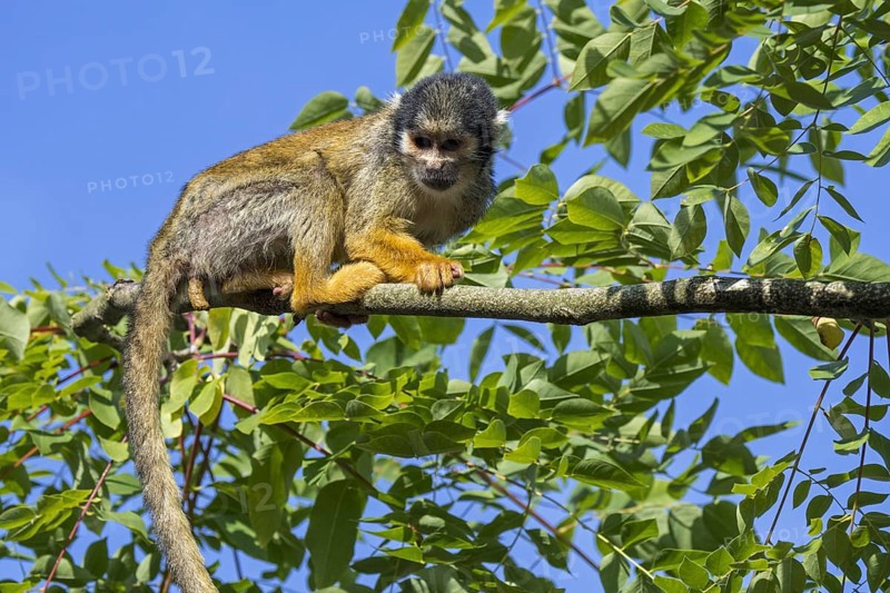 Black-capped squirrel monkey