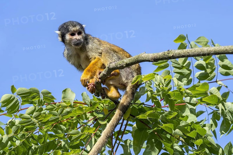 Black-capped squirrel monkey