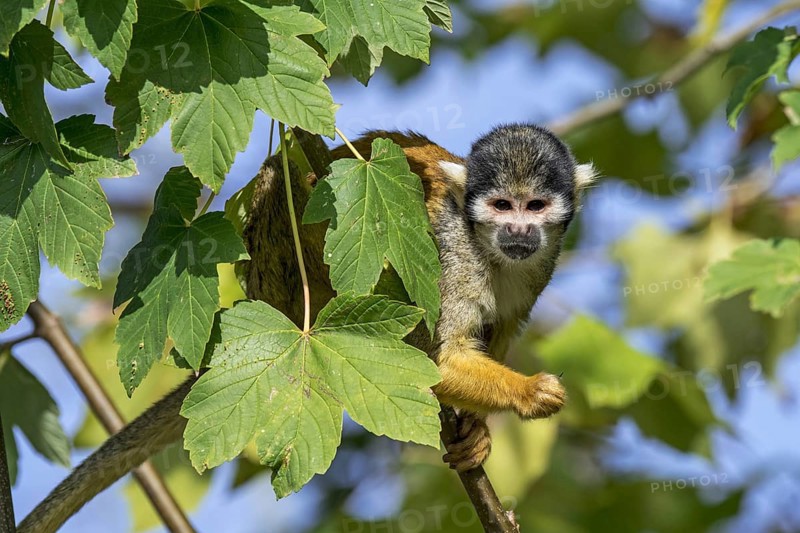 Black-capped squirrel monkey