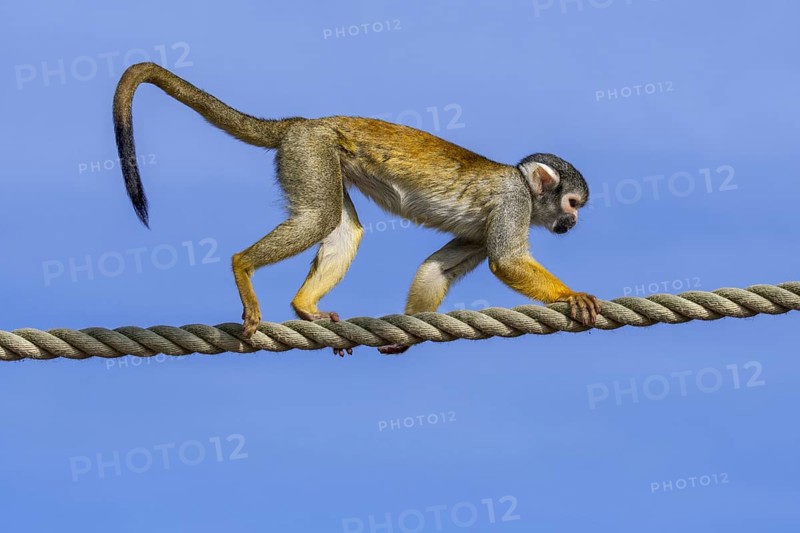 Black-capped squirrel monkey