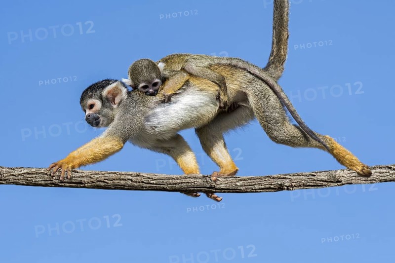 Black-capped squirrel monkey
