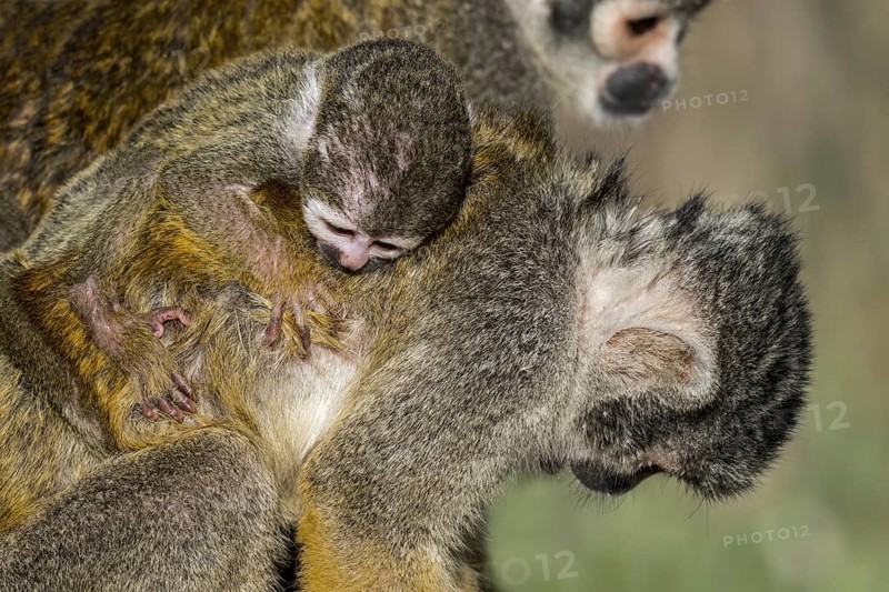 Black-capped squirrel monkey