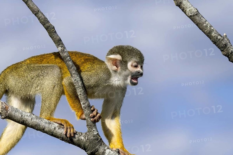Black-capped squirrel monkey