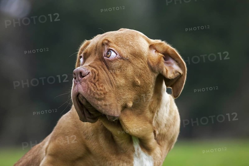 Dogue de Bordeaux