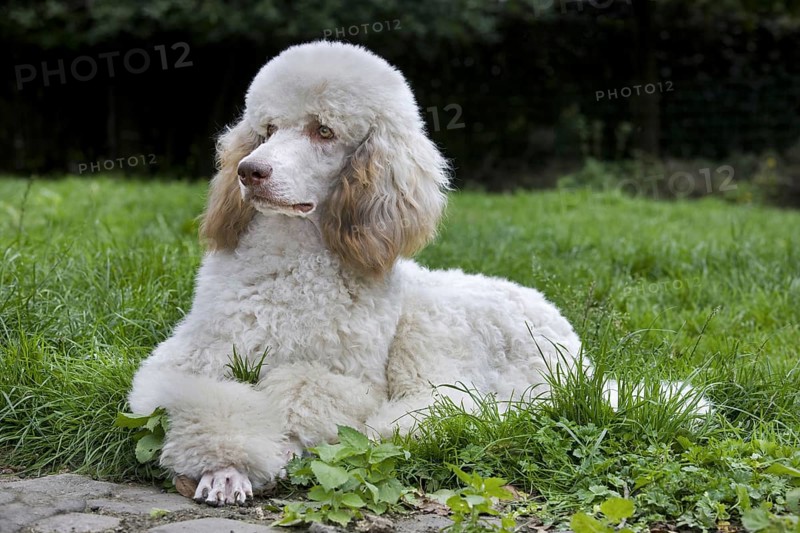 Standard poodle