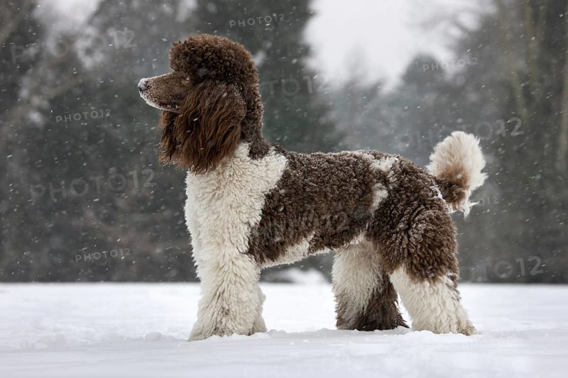 Standard poodle in the snow during snowfall in winter