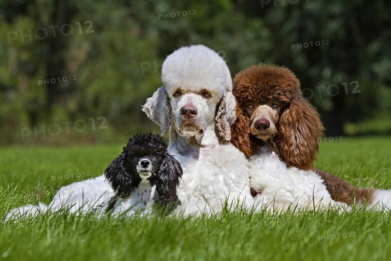 Harlequin poodles