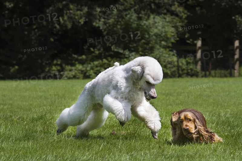 White standard poodle