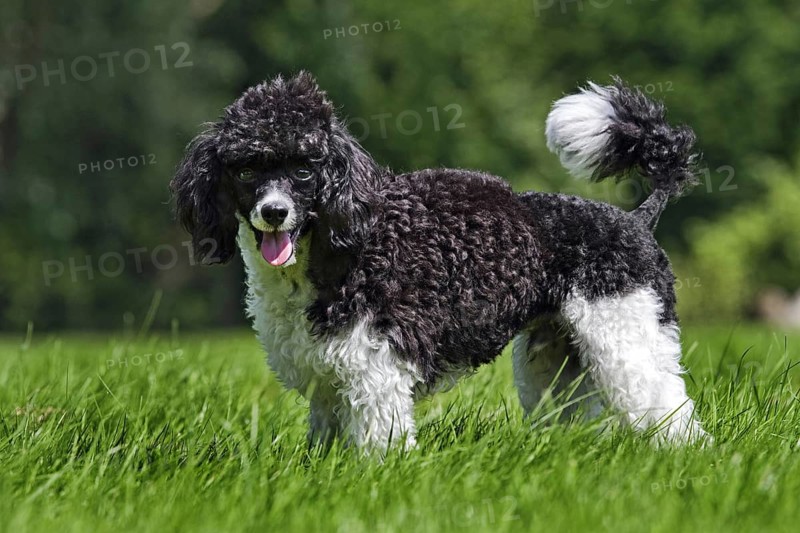 Harlequin poodle