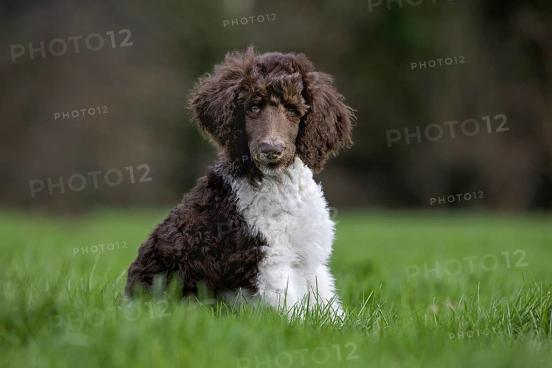 Harlequin poodle