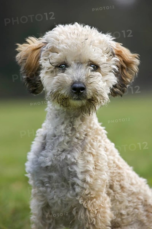 Standard poodle