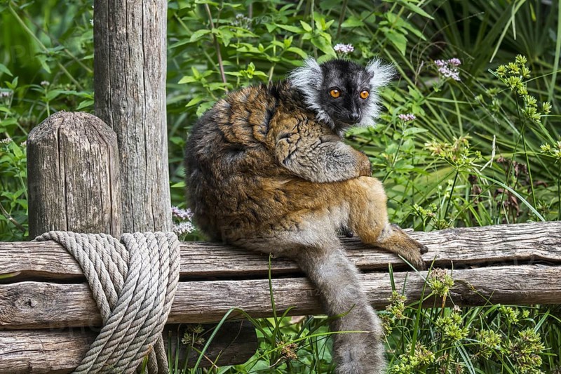 Black lemur