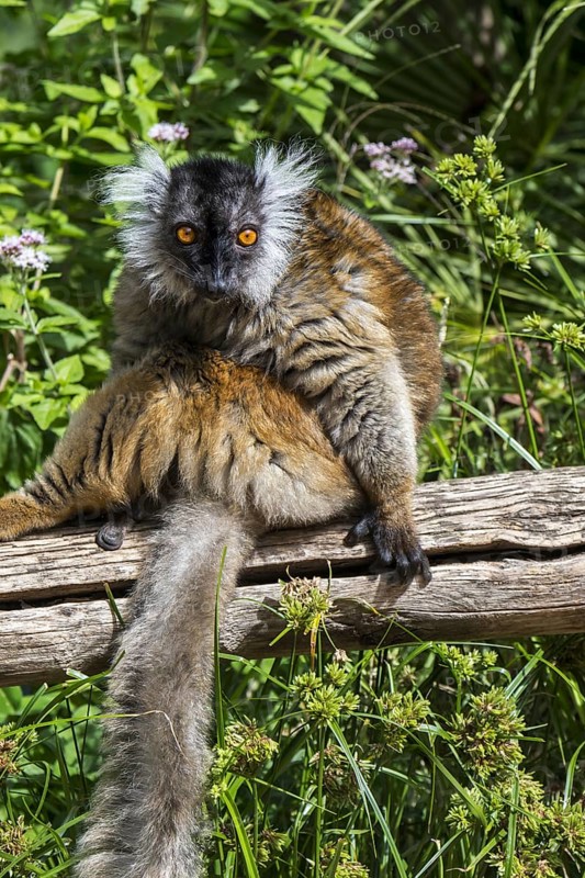 Black lemur