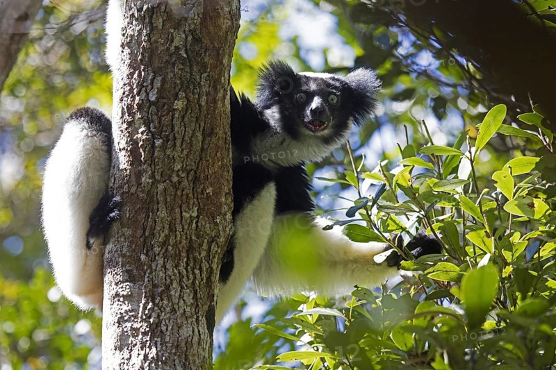 Male Indri
