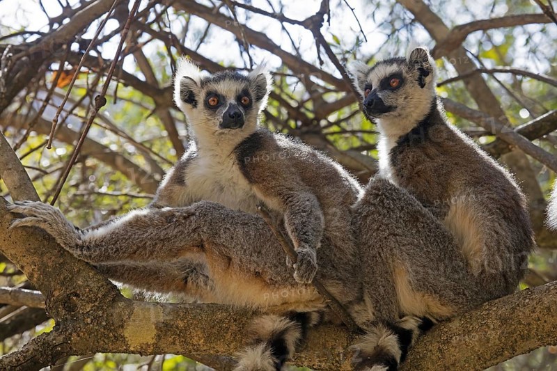 Two ring-tailed