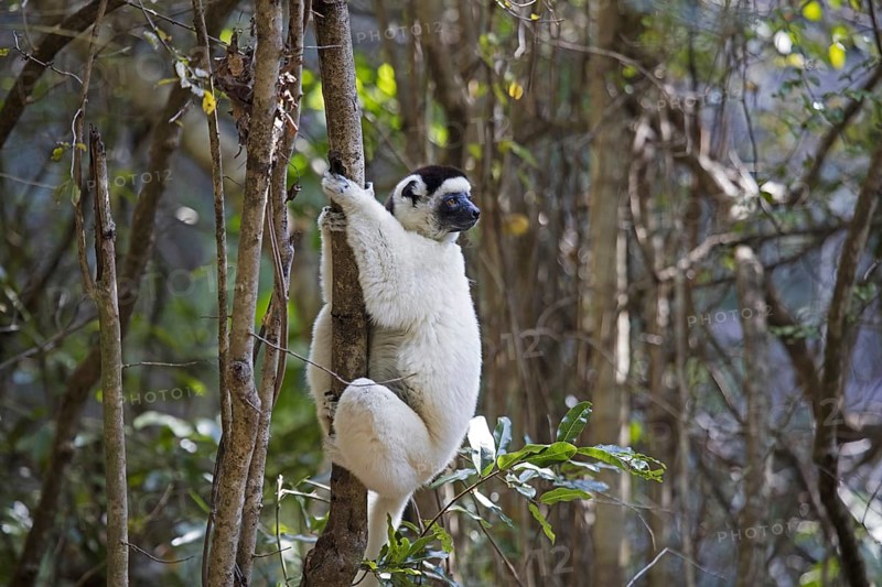 Verreaux's sifaka