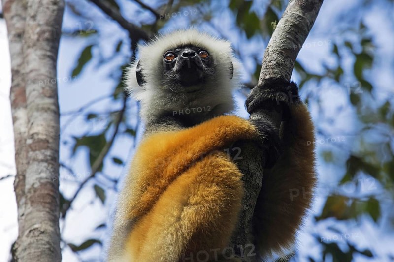 Diademed sifaka