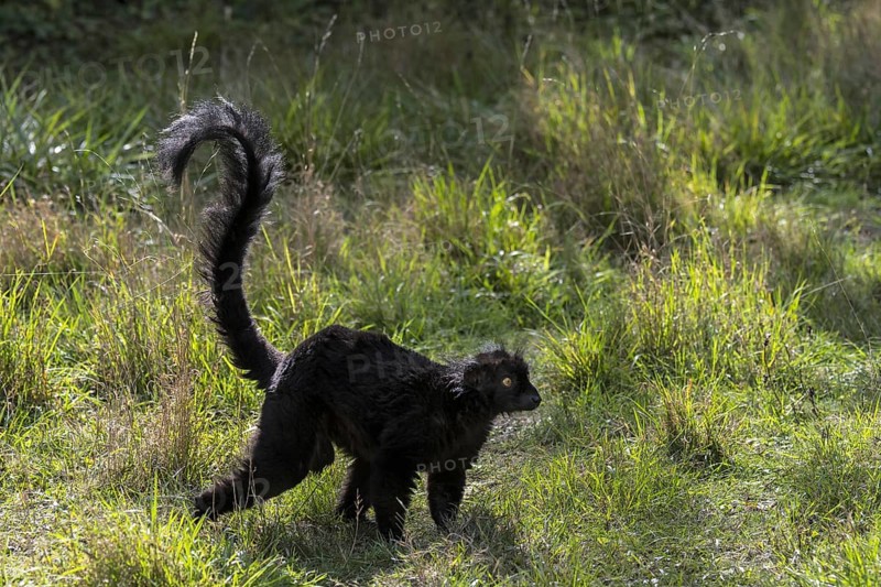 Black lemur