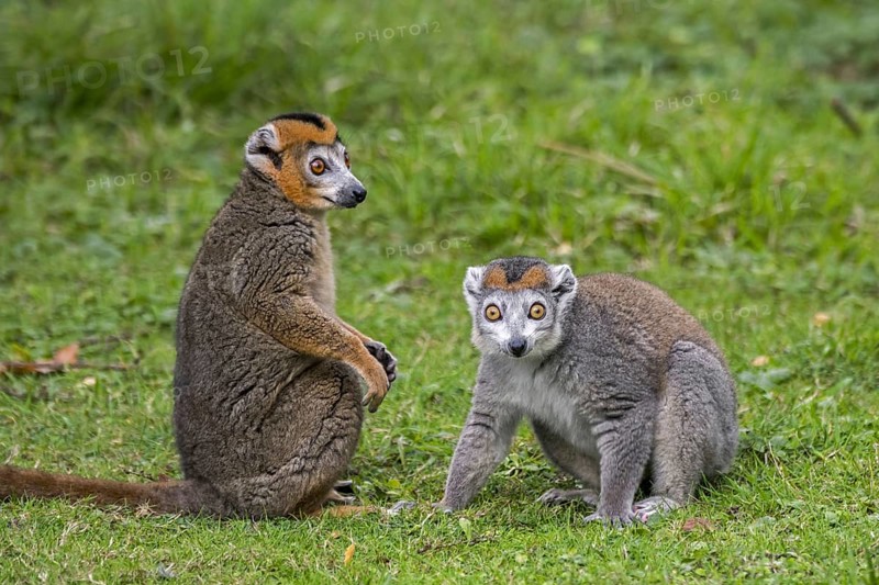 Pair of crowned