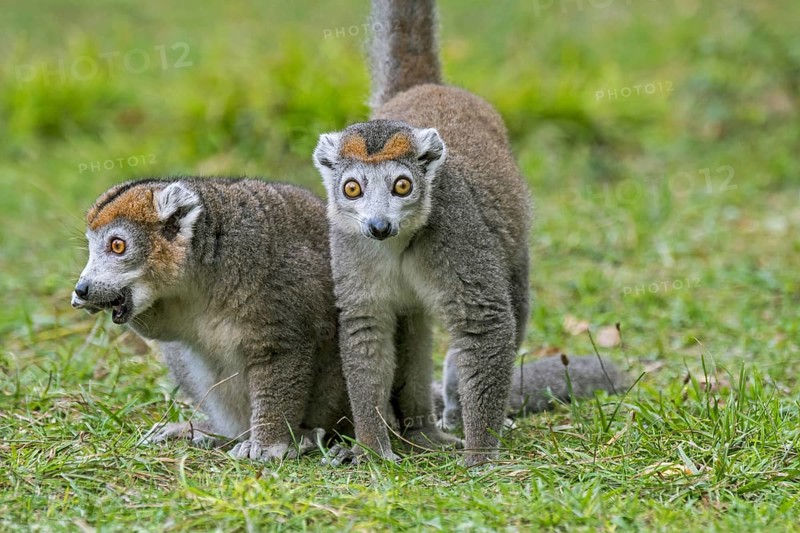Pair of crowned