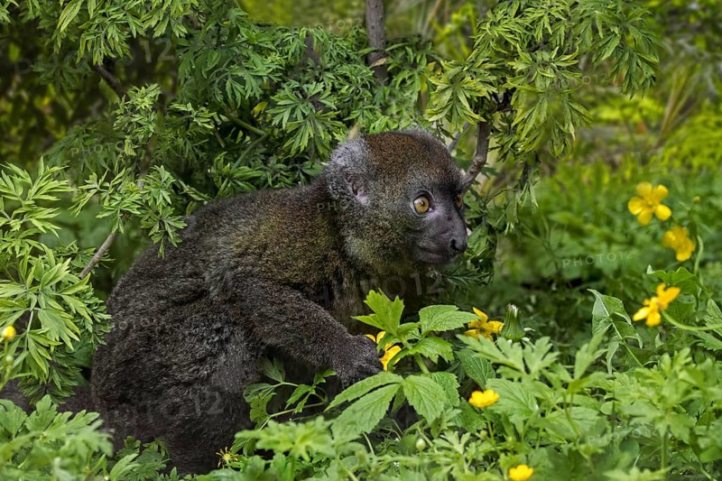 Greater bamboo lemur