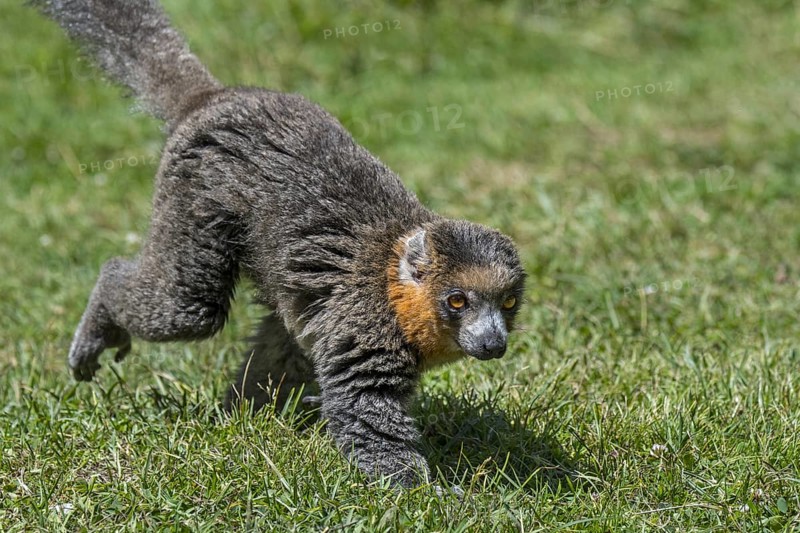 Mongoose lemur