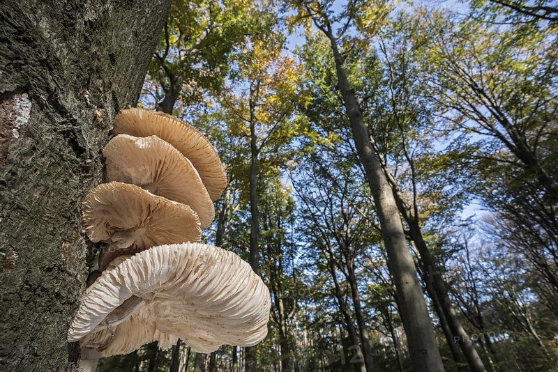 Cluster of porcelain fungi