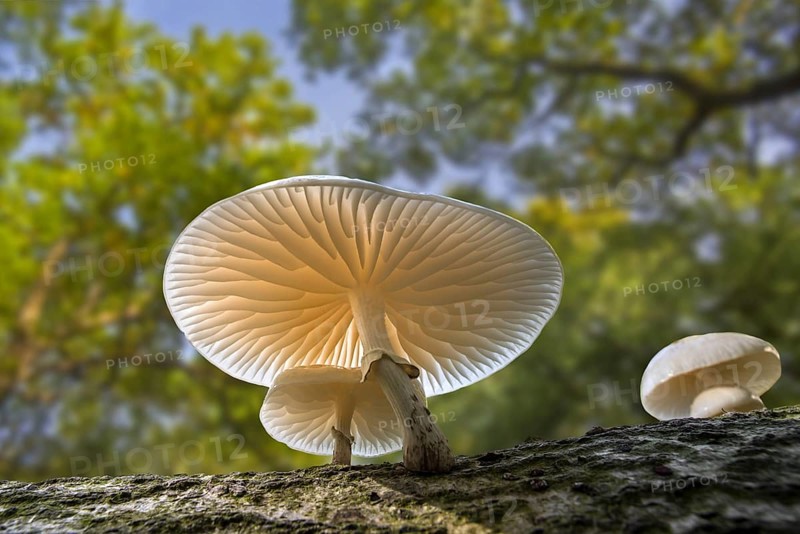 Porcelain fungus