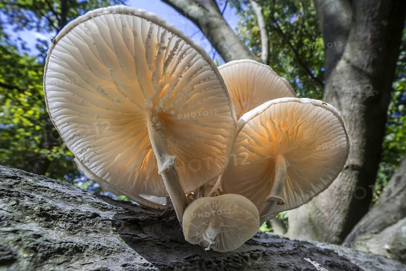 Porcelain fungus