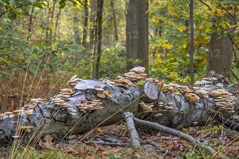 Porcelain fungus