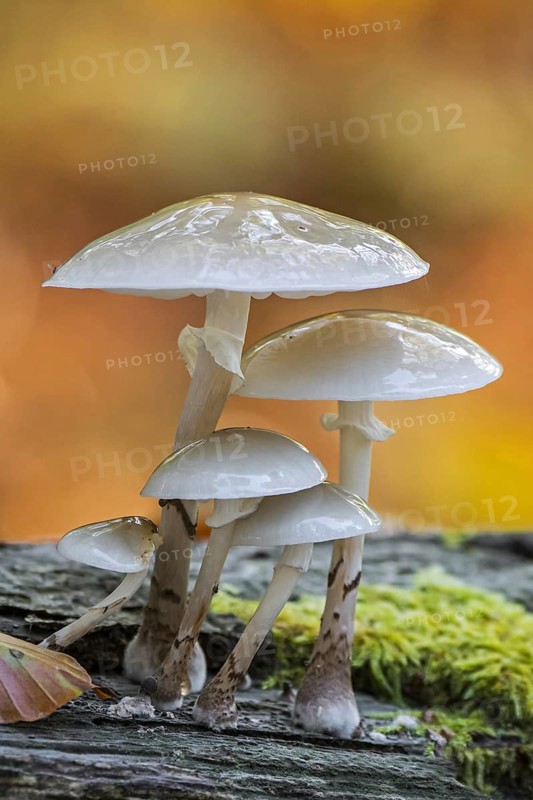 Porcelain fungus
